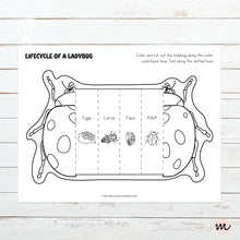 Load image into Gallery viewer, Lifecycle of a Ladybug Foldable Template