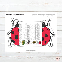 Load image into Gallery viewer, Lifecycle of a Ladybug Foldable Template