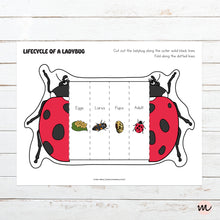 Load image into Gallery viewer, Lifecycle of a Ladybug Foldable Template