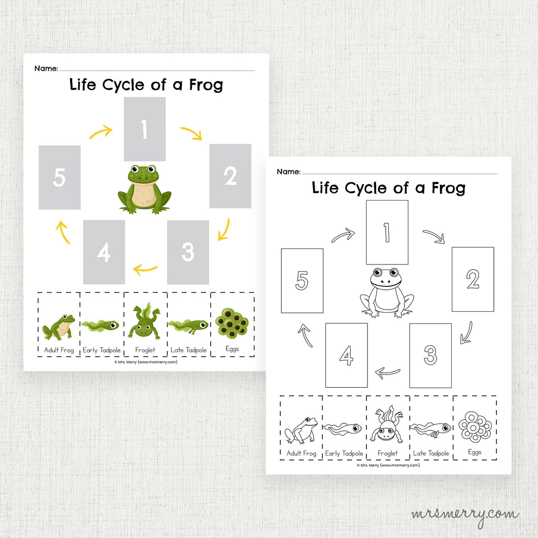 Life Cycle of a Frog Matching Printable Worksheet | Mrs. Merry Printables