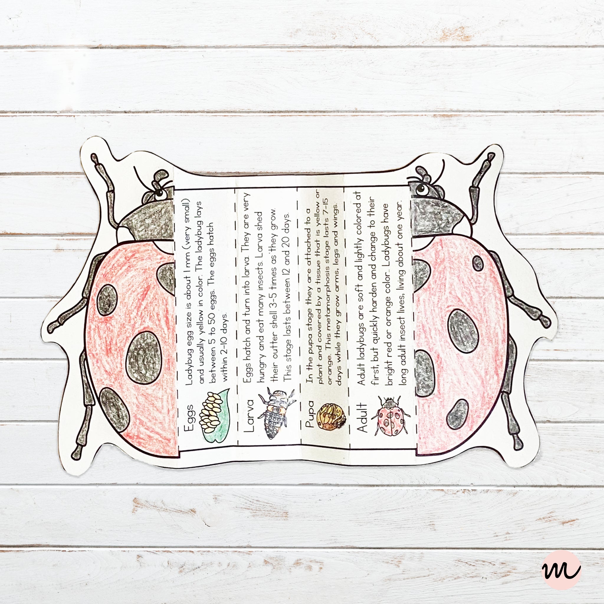 Life Cycle Of A Ladybug Drawing
