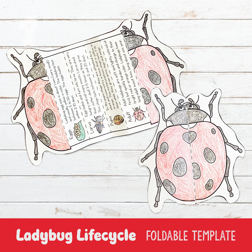 Lifecycle of a Ladybug Foldable Template