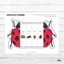 Load image into Gallery viewer, Lifecycle of a Ladybug Foldable Template
