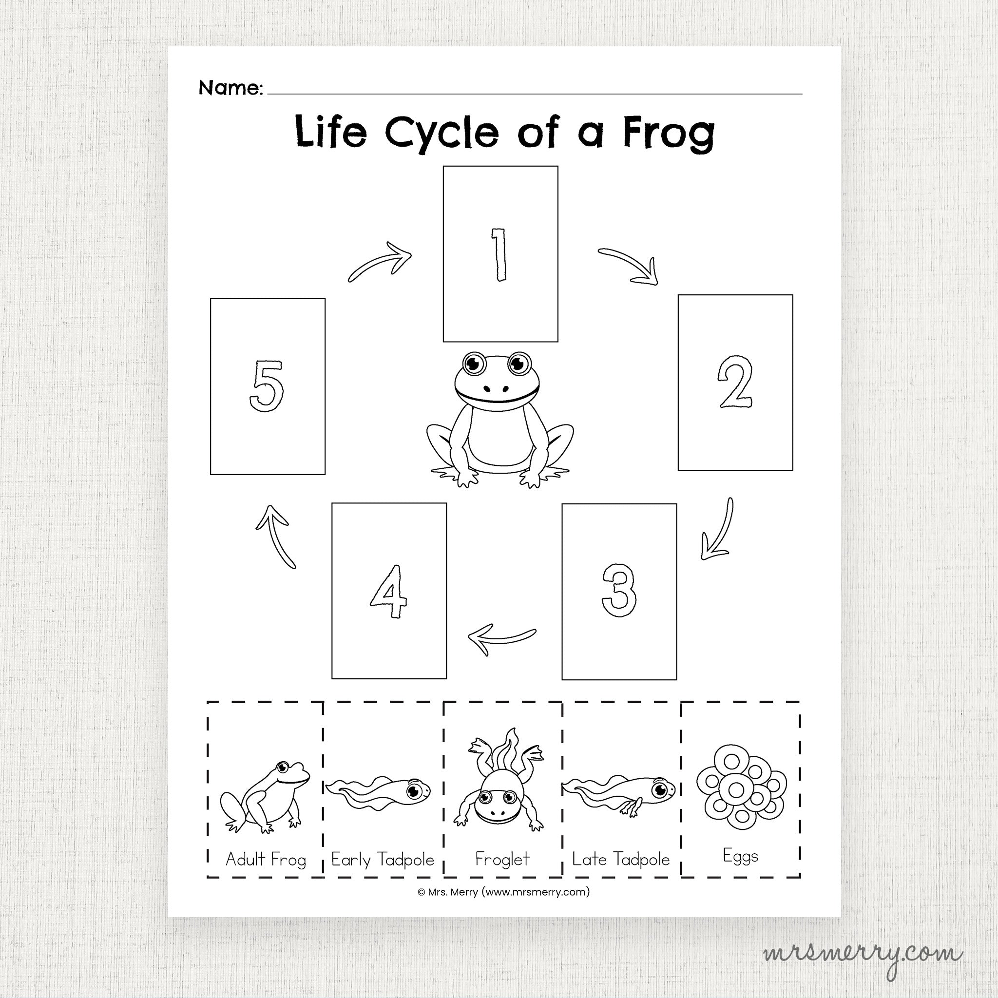 Life Cycle of a Frog Matching Printable Worksheet | Mrs. Merry Printab
